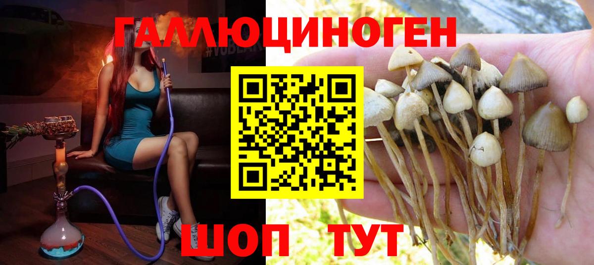 Галлюциногенные грибы Psilocybine cubensis  Вход с VPN  Саров 
